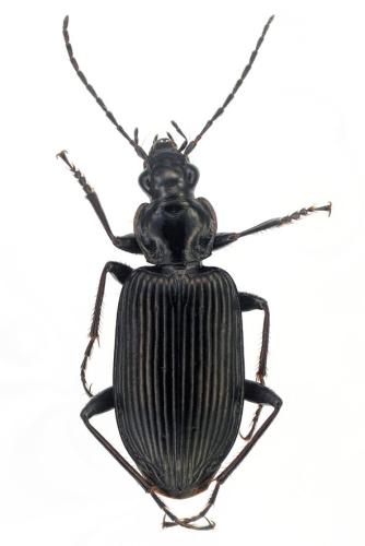 Réf. 298 320 : Platynus longiventris